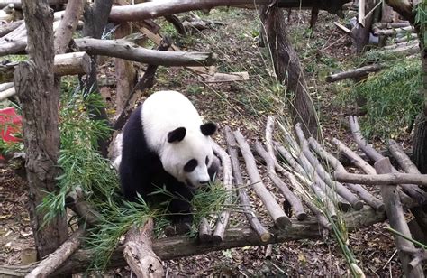 2020红山森林动物园-旅游攻略-门票-地址-问答-游记点评，南京旅游旅游景点推荐-去哪儿攻略