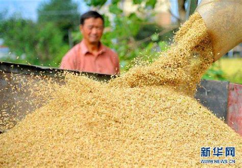 当前夏粮收购开局良好 “中国好粮油”行动增加优质粮食超5000万吨 - 周到上海