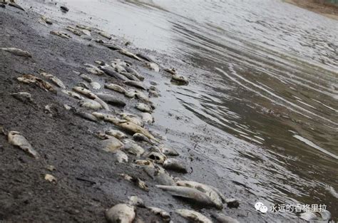 10天内两次出现大量死鱼，日本官员：与核污染水无关，但不要吃|日本|核污染|福岛_新浪新闻