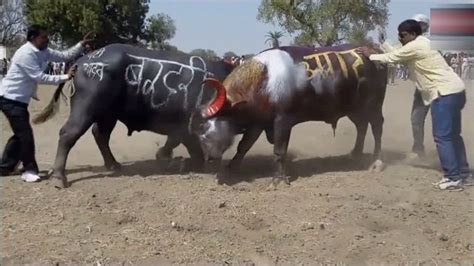 斗牛比赛：两大公牛打架来真凶狠，旁观者吓的赶紧跑！_腾讯视频