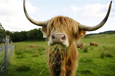 苏格兰大角牛高清图片下载-正版图片304882080-摄图网