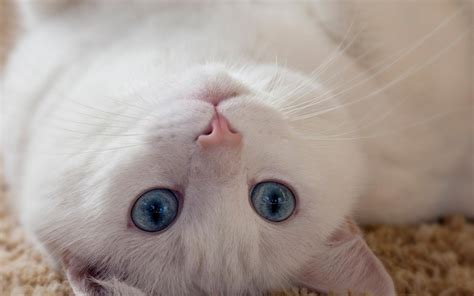 白猫取名高雅古风,白猫名字不带白字,100个幽默的猫名字_大山谷图库
