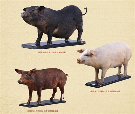 野猪和家猪的区别 —【发财农业网】