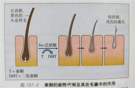 科学大发现！也许控制一个基因就可以逆转衰老，逆转皱纹不脱发或将实现！ – 测序中国