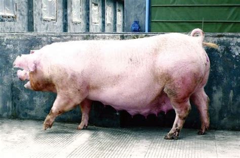 母猪多胎高产的方法，首先需选择优质种猪 - 农敢网