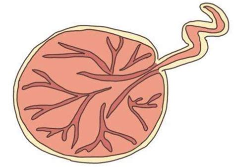 人胎盘的功效与作用（妇吃胎盘的好处和副作用） - 三七网