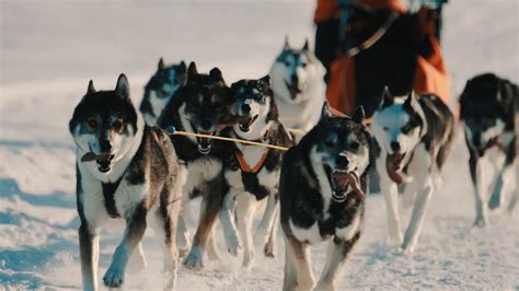 雪橇犬图片-雪地里的雪橇犬拉车素材-高清图片-摄影照片-寻图免费打包下载