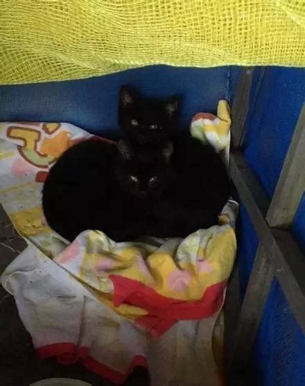 在垃圾桶里捡到两只萌萌哒的小黑猫，只是长大后画风大变 | 宠物天空