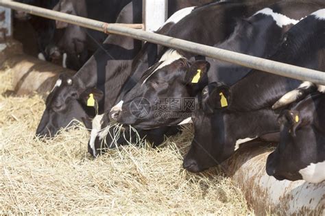 在农场饲养奶牛高清图片下载-正版图片507255997-摄图网