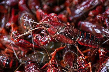 野生小龙虾吃什么食物 - 知百科