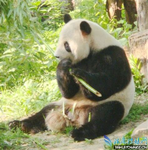 科学网—“大熊猫整天吃竹子”随想 - 杨正瓴的博文