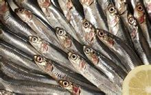 沙丁鱼,鱼群,下一步,鱼类,动物狂吃,水下,帕劳,北太平洋,海洋,在下面摄影素材,汇图网www.huitu.com