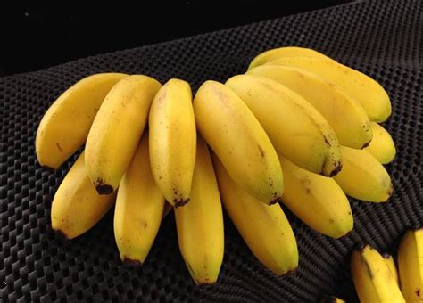 天宝香蕉_漳州特产天宝香蕉专题-淘金地农业网