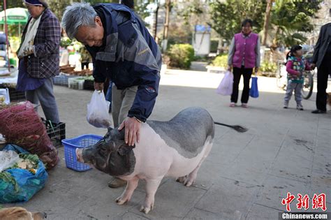 市民养“香猪”当宠物 一年后变肥猪_社会_环球网