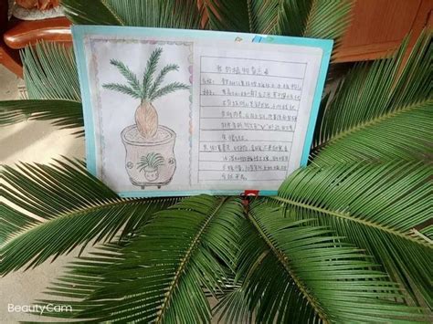 三年级植物记录卡,三年级植物卡片图片,植物卡_文秘苑图库