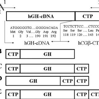 Construction of hGH chimeric genes. The chimeric genes containing the ...
