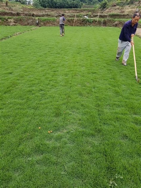 果岭草种植基地 天然地面草坪 果岭草皮 绿色周期长 耐践踏-阿里巴巴