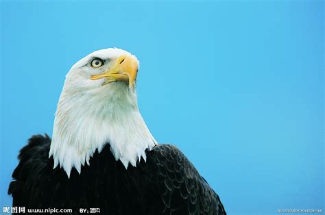 白头鹰,鹰,自然,水平画幅,动物,鸟类,飞,摄影摄影素材,汇图网www.huitu.com