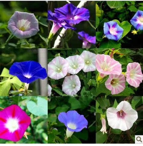 喇叭花有几种颜色 分别是什么颜色-养花技巧-长景园林网