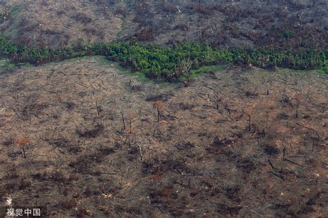 都是森林着火，我国和亚马孙雨林哪儿不一样-国际环保在线