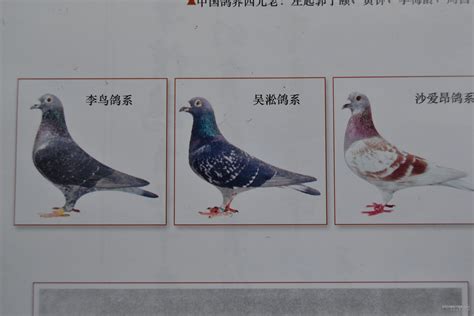 以正视听：“李鸟”品系的形成概况(图)-信鸽园地-中国信鸽信息网