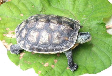 龟的品种名称大全图片（盘点18种常见的乌龟品种） - 胖萌舍宠物网