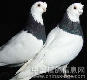 从日本军鸽变成中国本土品牌鸽系，这品系是中国的骄傲！