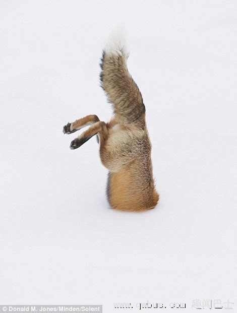 狡猾狐狸一头扎进雪堆生擒老鼠 | 趣闻巴士