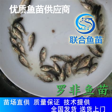 罗非鱼系列_产品中心_广东顺欣海洋渔业集团有限公司