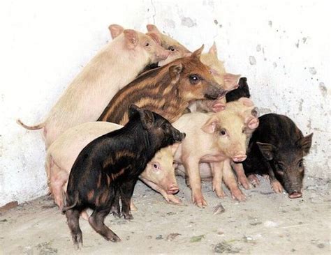 母猪跳出猪圈进山数月 回家领回13头小野猪(图) - 社会 - 关注 - 济宁新闻网