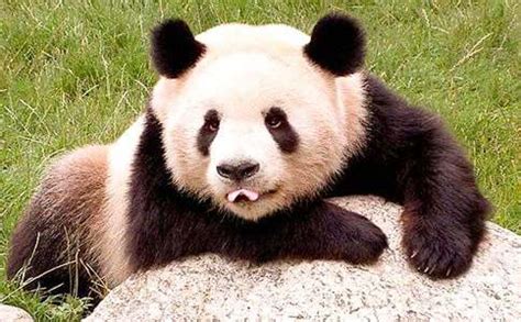 大熊猫三年级作文300字（精选24篇）