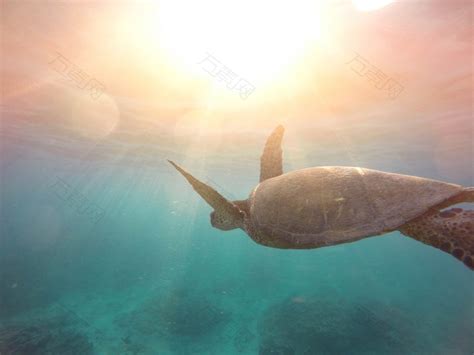绿海龟在海洋中游泳摄影图素材图片下载-万素网