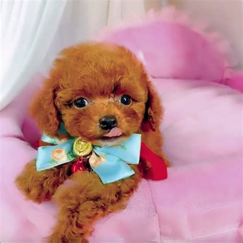 泰迪狗名字女，小型犬泰迪宠物狗取名字可爱洋气-可爱点-名字-荣耀易学