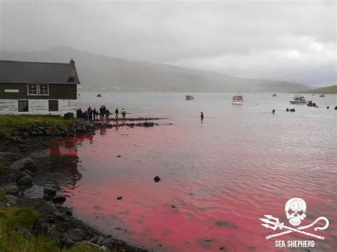 海湾被鲜血染成血红色：100多只海豚和鲸鱼惨遭法罗群岛渔民斩杀 - 神秘的地球 科学|自然|地理|探索