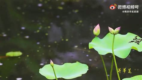 南京玄武湖发现一株千瓣同心莲 花瓣数达千枚以上-搜狐大视野-搜狐新闻