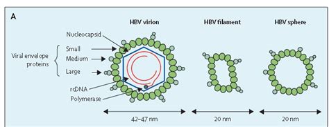 科学网—A story between HBV and STING - 邴铁军的博文
