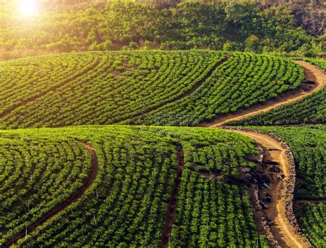 绿茶种植园背景山地SembuwaththaMat高清图片下载-正版图片505775941-摄图网