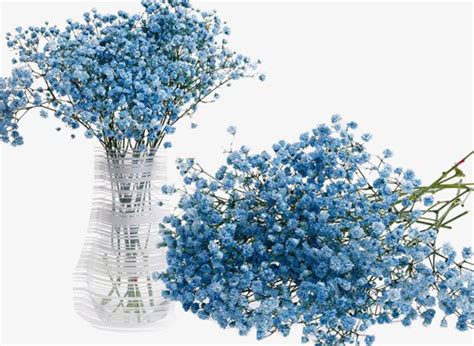 蓝色满天星的花语是什么？蓝色满天星的寓意和象征-花卉百科-中国花木网