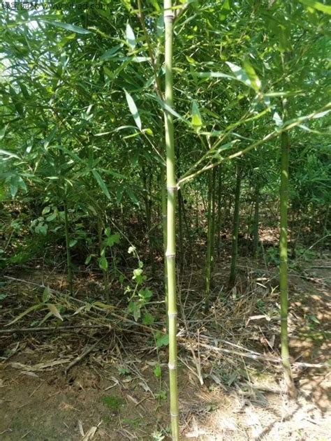 斑竹-常见园林植物-图片