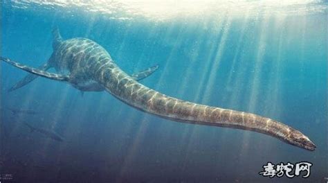 海上漂来15米巨型不明生物：血水染海阵阵恶臭 | 探索网