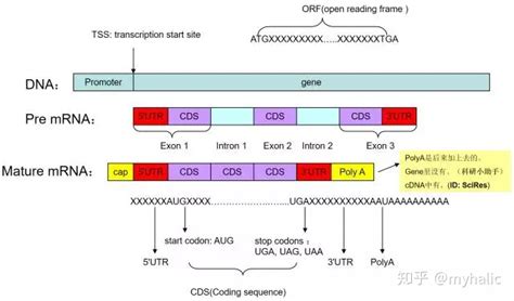 ncbi查找目的基因序列_一文教会你查找基因的启动子、UTR、TSS等区域以及预测转录因子结合位点...-CSDN博客