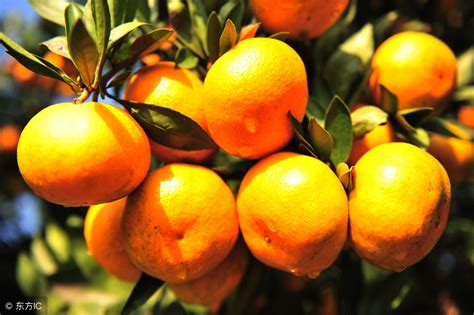 橘子多少钱一斤（9月21日柑橘收购价格多少钱一斤） - 羊城网