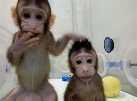 世界首个体细胞克隆猴“中中”今天一周岁了(图)|孙强|克隆|中中_新浪新闻