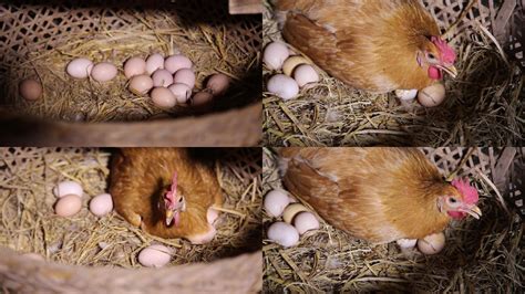 母鸡下蛋后“咯咯哒”叫，不是提醒主人收鸡蛋，是传达另一种信息|母鸡|主人|鸡窝_新浪新闻