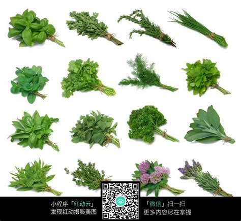绿色的中草药图片免费下载_红动中国