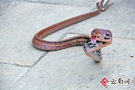 保山一名卖蛇人被眼镜王蛇咬伤（图） _国际新闻_云南罗平生活网！