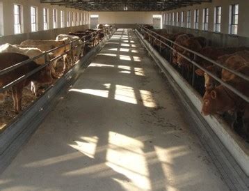 新式牛棚小型养牛大棚钢架房设计 出口钢结构彩钢牛棚-阿里巴巴