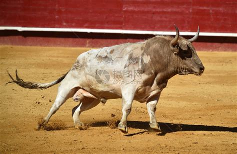 斗牛场的西班牙斗牛高清图片下载-正版图片505932021-摄图网