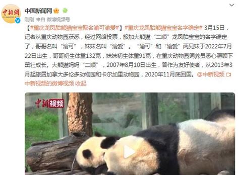 重庆龙凤胎熊猫宝宝取名“渝可”“渝爱”