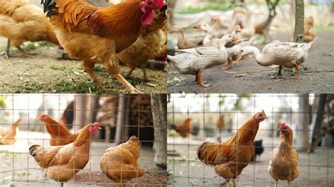 鸡喂他们的小鸡高清图片下载-正版图片322133759-摄图网